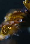 Jazz Brazil Rudbekia.jpg