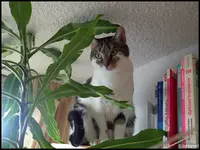 c018.webp