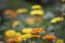 Kalendula.webp