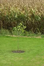 baum1.webp
