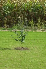 baum2.webp