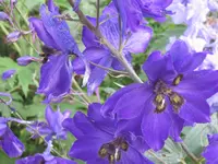 003.webp