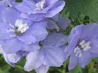 004.webp