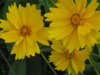 040.webp