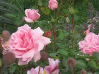 042.webp