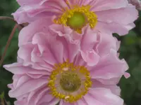 044.webp