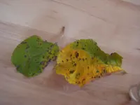 Tami 08-2009 033.webp