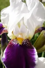 8506.webp