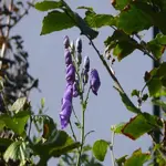 12446.webp