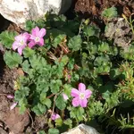P1080975_600_600.webp