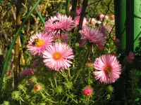 2009  Garten - 9 - 268.webp
