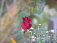 2009  Garten - 9 - 350.webp