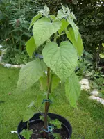 Bartblume 013.webp