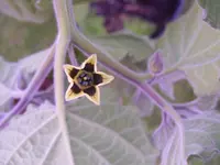 Bartblume 017.webp