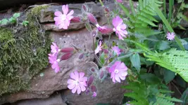 a001.webp