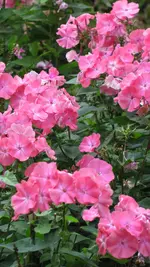 a015 (2).webp