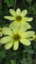 a016.webp