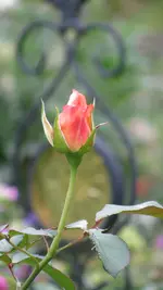 a028 (2).webp