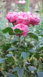 a030 (3).webp