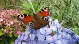 a030.webp