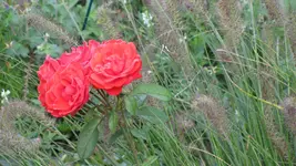 a043.webp