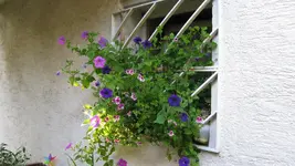 g008.webp