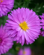 8501.webp