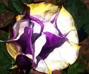8502.webp