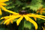 helenium.jpg