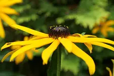 helenium.webp