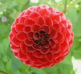 Blumen + Pflanzen alt 483.webp