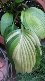 h036 (2).webp