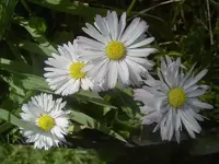 Gaensebluemchen (50) v.webp