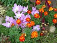 SA500019.webp