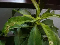 DSC01139 (Large).webp