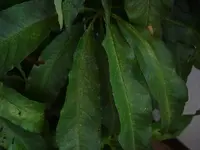 DSC01140 (Large).webp