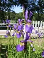 STA40061.webp