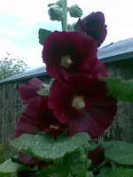 5967.webp