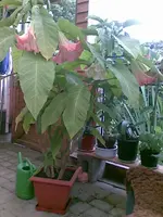 5969.webp