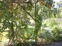 Garten September509 002.webp