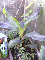 Dwarf Cavendish 024.webp