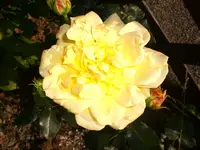 Garten September509 010.webp