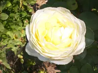 Garten September509 012.webp