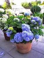 Image0041_edited.webp