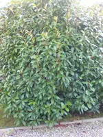 Bild024.webp