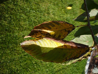 P1060529.webp