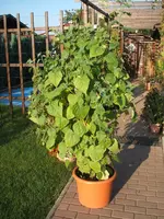 Garten 09.09 114.webp