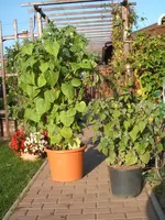 Garten 09.09 115.webp