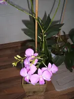 Garten 09.09 113.webp