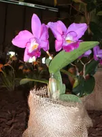 Orchideen DOC09 003.webp